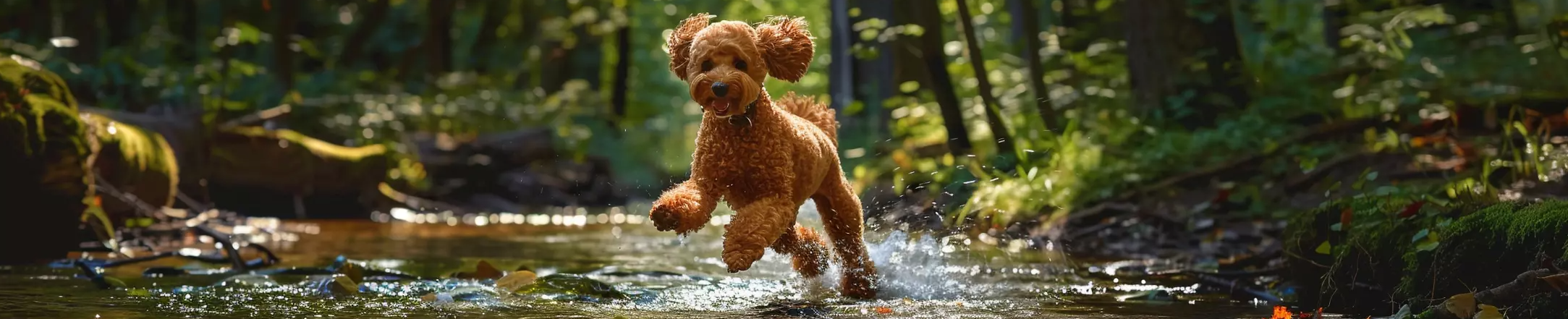 aktiver Pudel springt in einem Bach herum