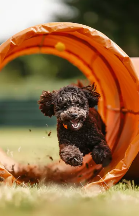 schwarzer Pudel läuft durch einen Agility-Tunnel
