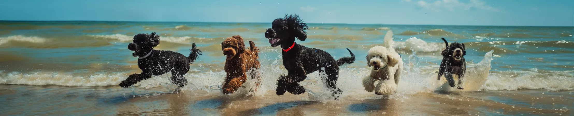 Header-Bild - 4 Pudel laufen am Strand